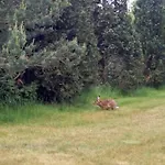 Am Kuestenwald